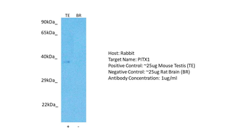 PITX1 Rabbit Polyclonal Antibody