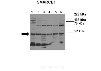 SMARCE1 Rabbit Polyclonal Antibody