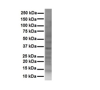 SOX2 Rabbit Polyclonal Antibody