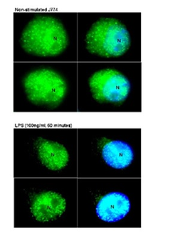STAT3 Rabbit Polyclonal Antibody