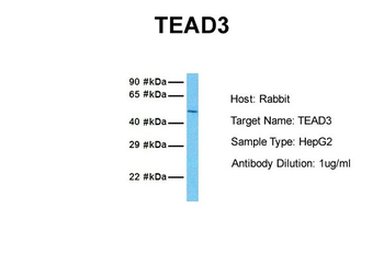 TEAD3 Rabbit Polyclonal Antibody