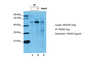 TEAD3 Rabbit Polyclonal Antibody