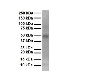 TEAD3 Rabbit Polyclonal Antibody