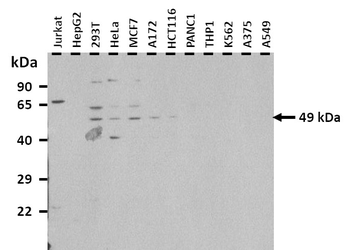TEAD3 Rabbit Polyclonal Antibody