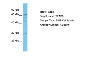 TEAD3 Rabbit Polyclonal Antibody
