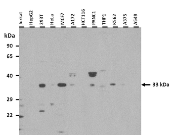 TEF Rabbit Polyclonal Antibody