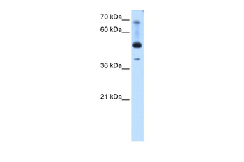 TFAP2B Rabbit Polyclonal Antibody