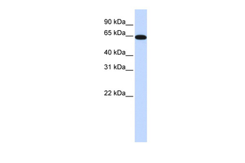 NR2C2 Rabbit Polyclonal Antibody