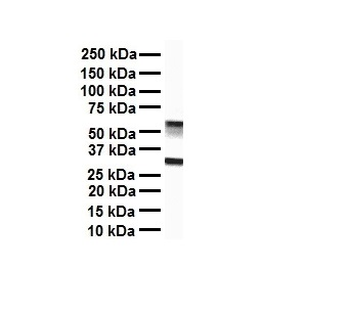 ZFX Rabbit Polyclonal Antibody