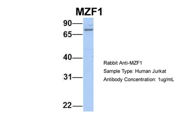 MZF1 Rabbit Polyclonal Antibody