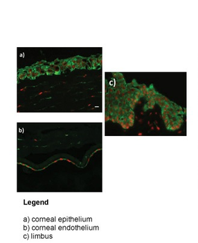 ZNF133 Rabbit Polyclonal Antibody