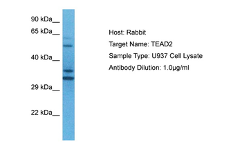 TEAD2 Rabbit Polyclonal Antibody