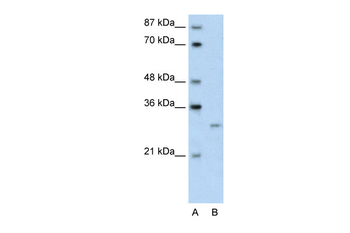 CREG1 Rabbit Polyclonal Antibody