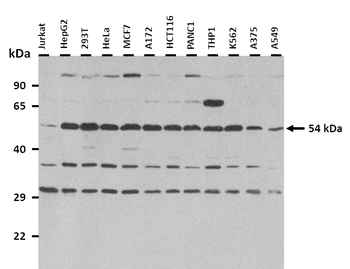 IRF7 Rabbit Polyclonal Antibody
