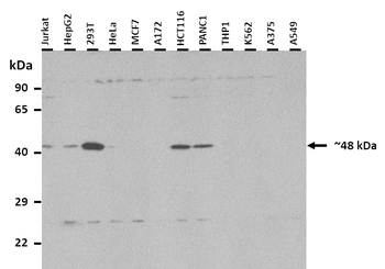 E2F2 Rabbit Polyclonal Antibody