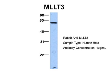 MLLT3 Rabbit Polyclonal Antibody