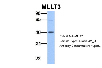 MLLT3 Rabbit Polyclonal Antibody