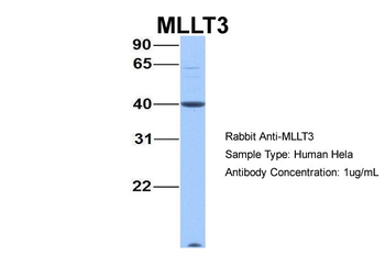 MLLT3 Rabbit Polyclonal Antibody