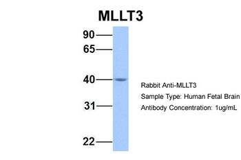 MLLT3 Rabbit Polyclonal Antibody