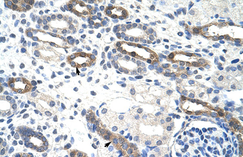 OVOL1 Rabbit Polyclonal Antibody