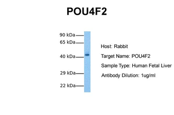 POU4F2 Rabbit Polyclonal Antibody