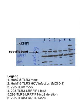 LRRFIP1 Rabbit Polyclonal Antibody