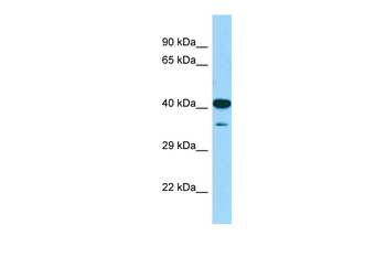 Ciao1 Rabbit Polyclonal Antibody
