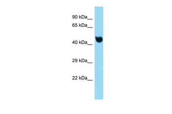 Nfkbil1 Rabbit Polyclonal Antibody