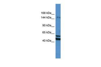 ZMYM3 Rabbit Polyclonal Antibody