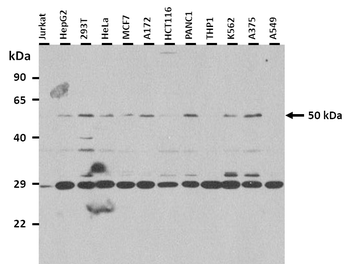 NR1H3 Rabbit Polyclonal Antibody
