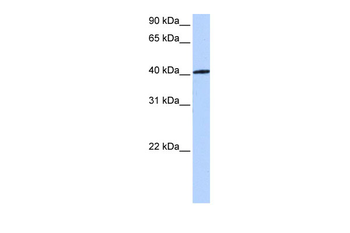 NR1H3 Rabbit Polyclonal Antibody