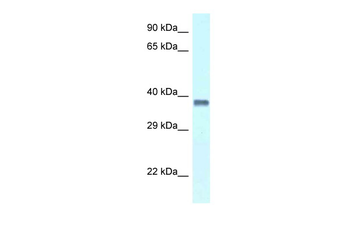 Pura Rabbit Polyclonal Antibody