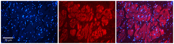 NFATC1 Rabbit Polyclonal Antibody