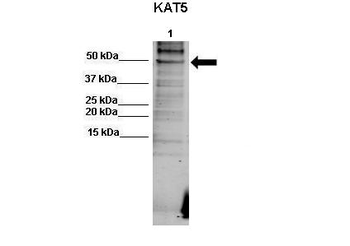 KAT5 Rabbit Polyclonal Antibody