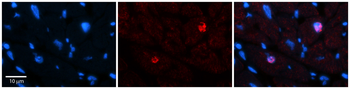 LBX1 Rabbit Polyclonal Antibody