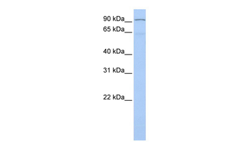 LZTR1 Rabbit Polyclonal Antibody