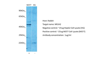 NR1H2 Rabbit Polyclonal Antibody