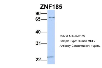 ZNF185 Rabbit Polyclonal Antibody
