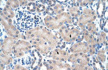 PMF1 Rabbit Polyclonal Antibody