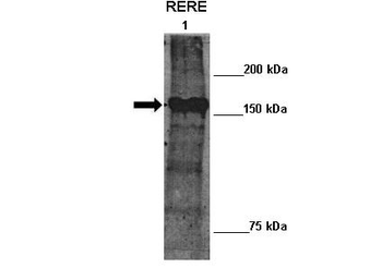 RERE Rabbit Polyclonal Antibody