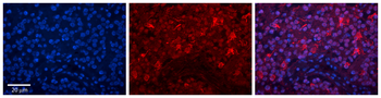 ILF3 Rabbit Polyclonal Antibody