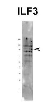 ILF3 Rabbit Polyclonal Antibody