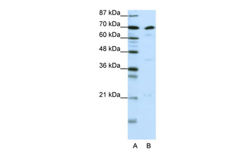 ILF3 Rabbit Polyclonal Antibody