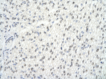 GMEB2 Rabbit Polyclonal Antibody