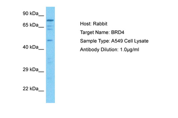 BRD4 Rabbit Polyclonal Antibody