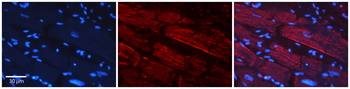 GREB1 Rabbit Polyclonal Antibody