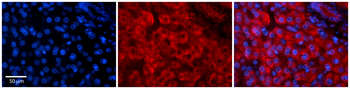 GREB1 Rabbit Polyclonal Antibody