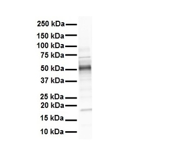 GREB1 Rabbit Polyclonal Antibody