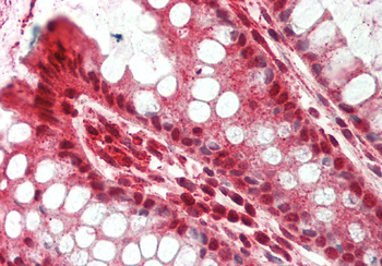 RNF10 Rabbit Polyclonal Antibody