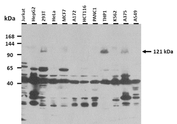 ZNF451 Rabbit Polyclonal Antibody